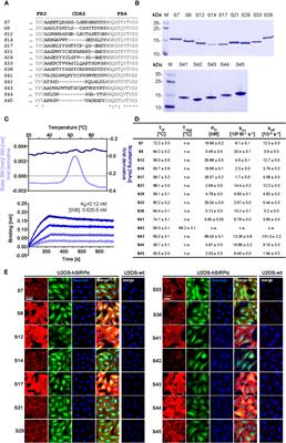 Two birds with one stone: human SIRPα nanobodies for functional modulation and in vivo imaging of myeloid cells